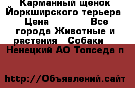 Карманный щенок Йоркширского терьера › Цена ­ 30 000 - Все города Животные и растения » Собаки   . Ненецкий АО,Топседа п.